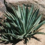 MURPHY’S AGAVE