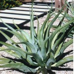 OCTOPUS AGAVE